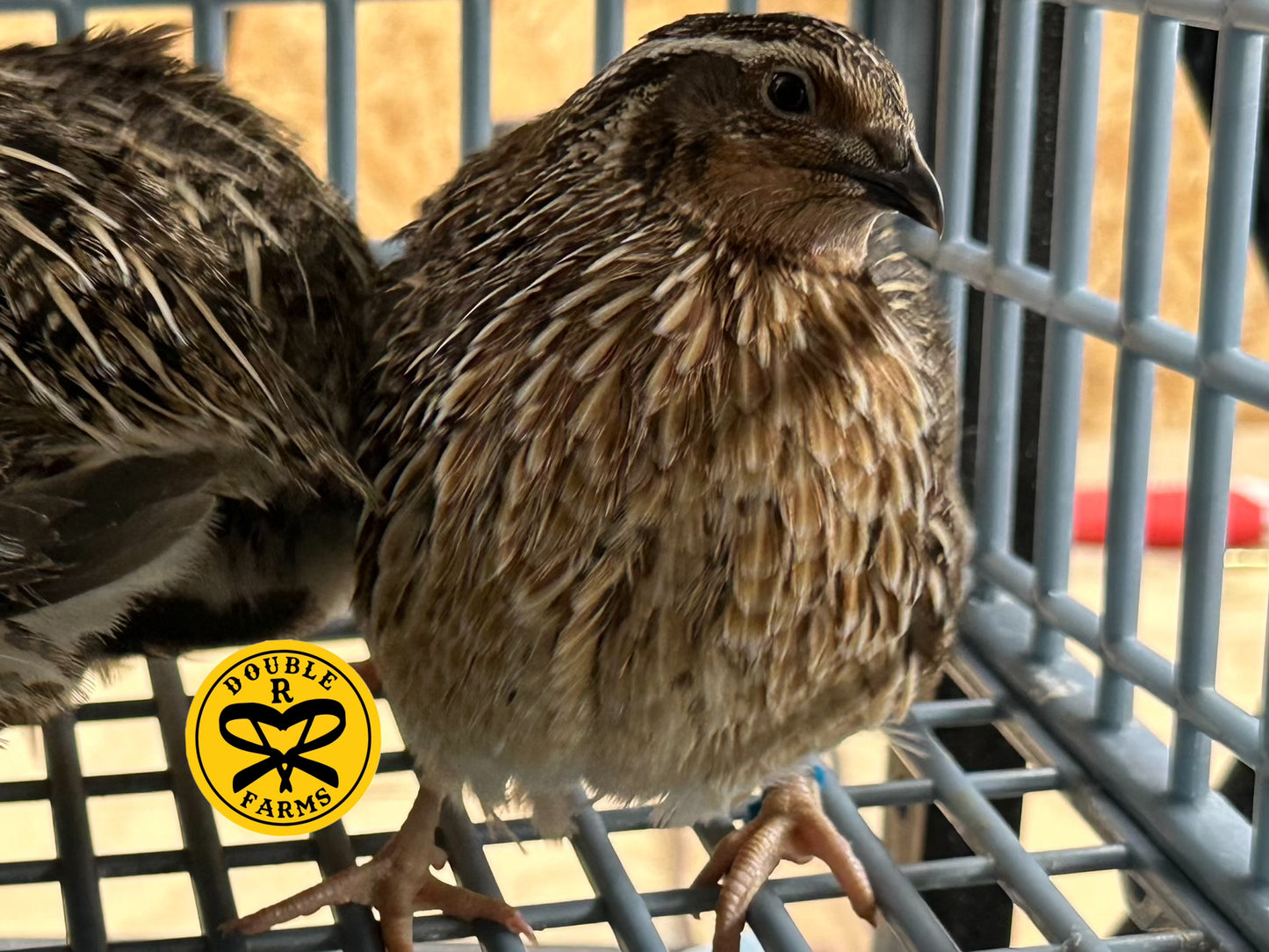 Frozen Quail Feeder