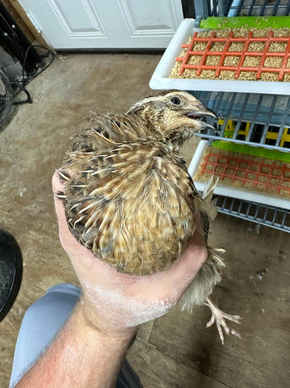 36 Coturnix Quail eggs **Free Shipping** Pharaoh Jumbo Egg Layers... Feather Sexable!